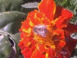 Наш огород в сентябре //земляника//уборка морковки, огурцы, перцы...