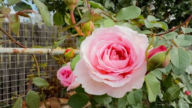 ФРАНЦУЗСКИЙ САД 24 ПРЕКРАСНЫЕ РОЗЫ В ВАШЕМ РОЗАРИИ с указанием названий роз 2026 смотреть онлайн