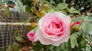 ФРАНЦУЗСКИЙ САД 24 ПРЕКРАСНЫЕ РОЗЫ В ВАШЕМ РОЗАРИИ  с указанием названий роз 2026