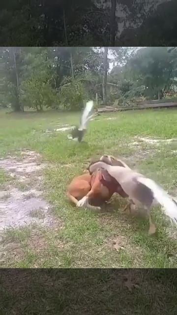 На птичьем дворе.