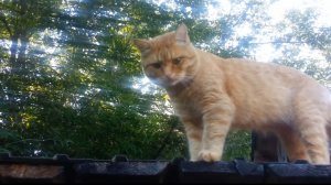 Кошки, очарование моё. Часть 2