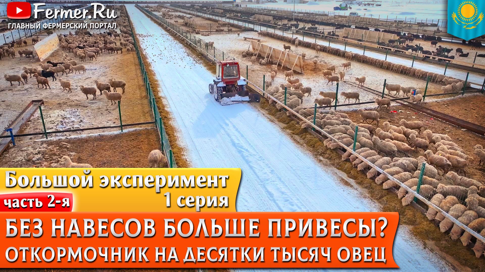 Бизнес на овцах. Как получить привес 300г в сутки на открытой площадке? ТОО Алаколь Агро, Казахстан смотреть онлайн