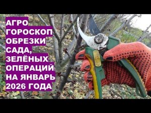 Когда обрезать фруктовые деревья в январе 2026? Астрологический совет Раисы