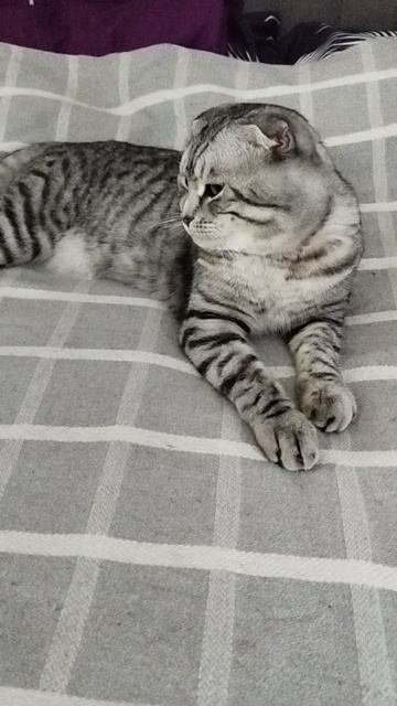 мой кот 🐱 смотреть онлайн