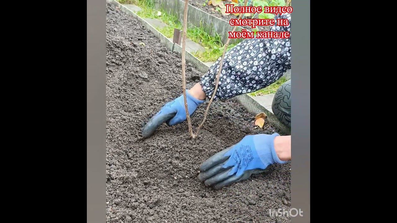 Посадка саженцев гортензий с голым корнем (ОКС). Часть 2.