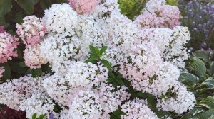 Обзор гортензии Groundbreaker/Граундбрекер. Удивил своей красотой.