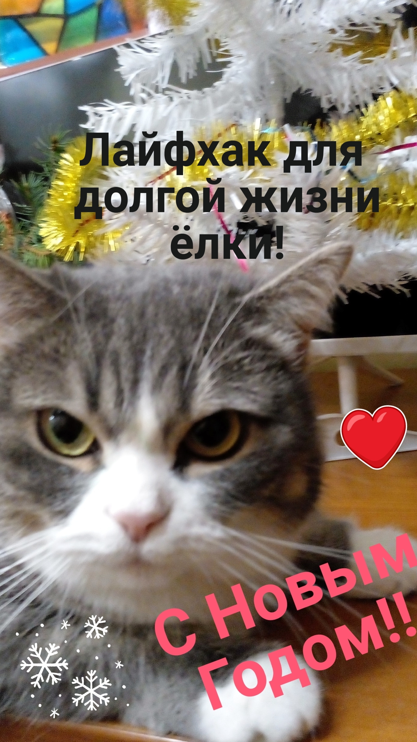 Ёлка будет стоять дольше! 🌲С НОВЫМ ГОДОМ, ДОРОГИЕ!!