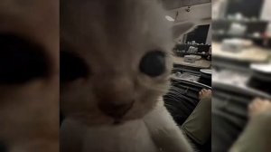 Kamz0Ner У Тебя Большая С