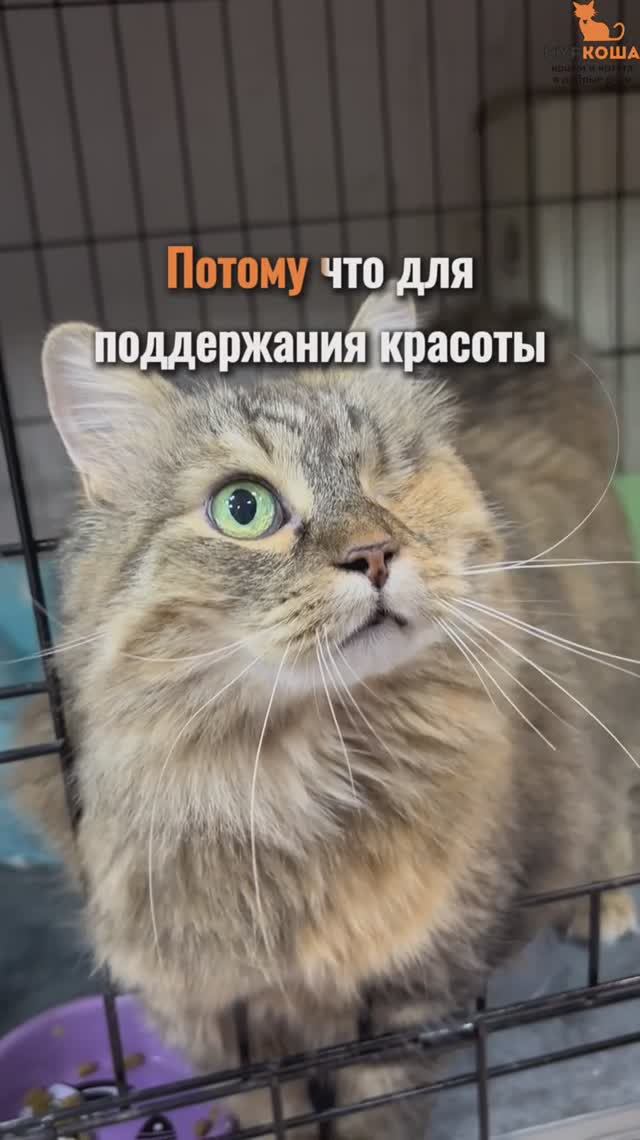 Тиффани ждёт вас в приюте #Муркоша смотреть онлайн