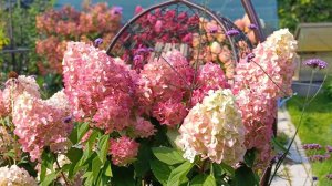 Саженцы гортензии Bonfire/Бонфайер с ОКС.