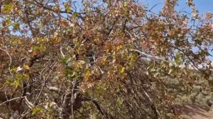 Кочевая жизнь/Иран/ 108 часть