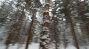 зимняя прогулка + тосты на новый год
