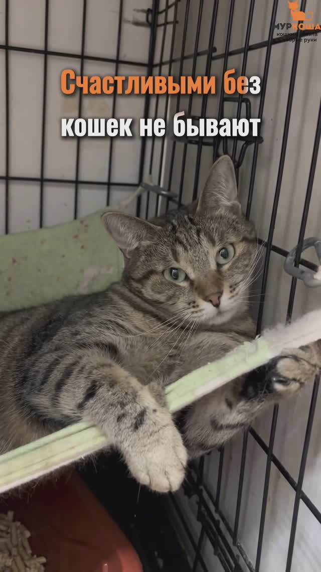 Алала ждёт вас в приюте #Муркоша смотреть онлайн