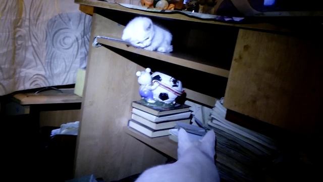 Мелкому не дали поспать смотреть онлайн