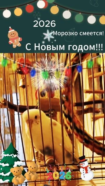 Хозяйка поздравляет любимого попугая Морозко!!! С Новым годом!!!
