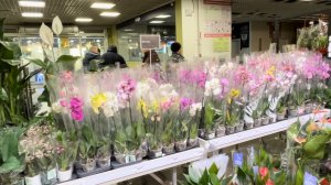 Праздничный обзор ОРХИДЕЙ в строительном магазине 🎄 #орхидеи