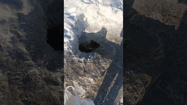 31 декабря. поздравления. размышления. надежды