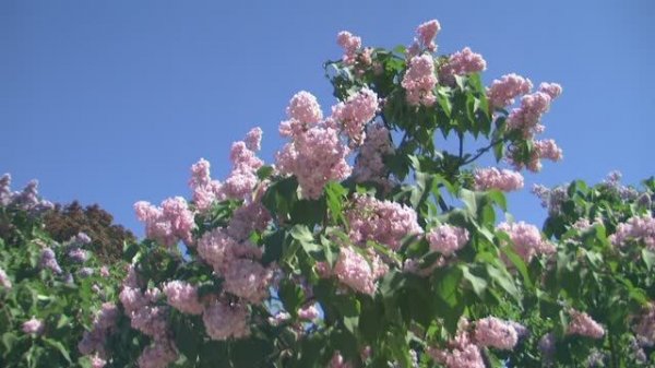 Fruhlingsstimmen (Весенние голоса), op.410