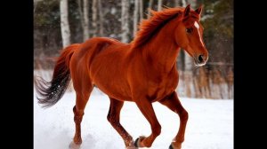 Песня КРАСНЫЙ КОНЬ ИГРИВЫЙ  В соавторстве с Оксаной Вистой