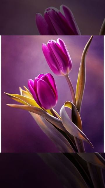 Футаж. Тюльпаны. смотреть онлайн