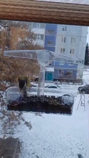 Синичка за окном смотреть онлайн