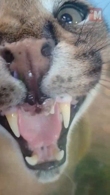 Продавщица в магазине 31 декабря смотреть онлайн