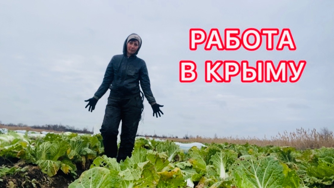 Сбор пекинки 🥬 Декабрь 2025 смотреть онлайн
