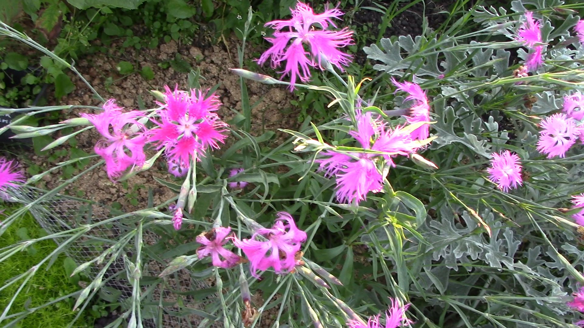 ГВОЗДИКА ПЫШНАЯ. Необычная, легкая, нежная смотреть онлайн