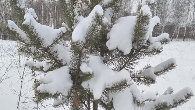 С Новым 2026 Годом! Канадский волк - гибрид. смотреть онлайн
