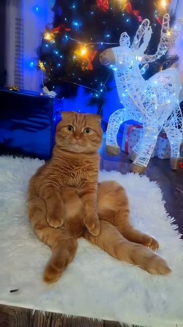 КОТ ПОД НОВЫЙ ГОД