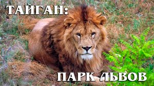 Парк львов "Тайган" (сафари-парк): Как разбогатеть с помощью зоопарков | Обзор и личное мнение