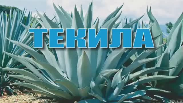 081_Текила смотреть онлайн