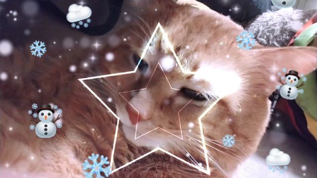 это мой кот