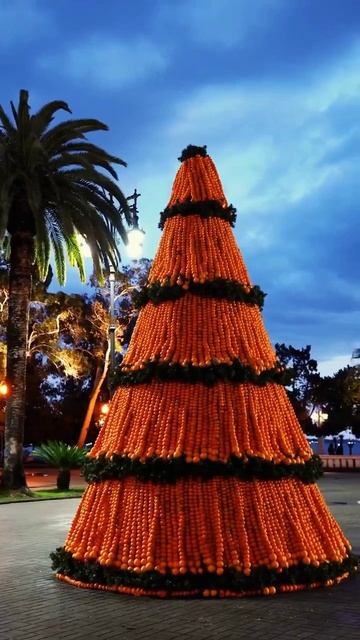 Новая мандариновая ёлка на площади перед абхазским драмтеатром в Сухуме (Абхазия, ЗИМА 2025-2026) смотреть онлайн
