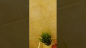 возрощение пельменя прятки