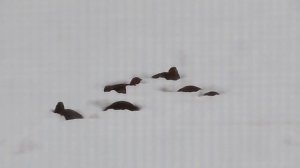 Новогодние куропатки