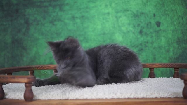 Osbourne 4 месяца смотреть онлайн