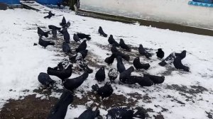 РЕБЯТА! ОНИ ЛУЧШИЕ! 👍Часть 2🎄📞+79494406619