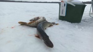 Открываюсь зубастой! Сезон 2025-26!