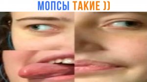 МОПСЫ ТАКИЕ ТИПА ))) Приколы | Мемозг 1703