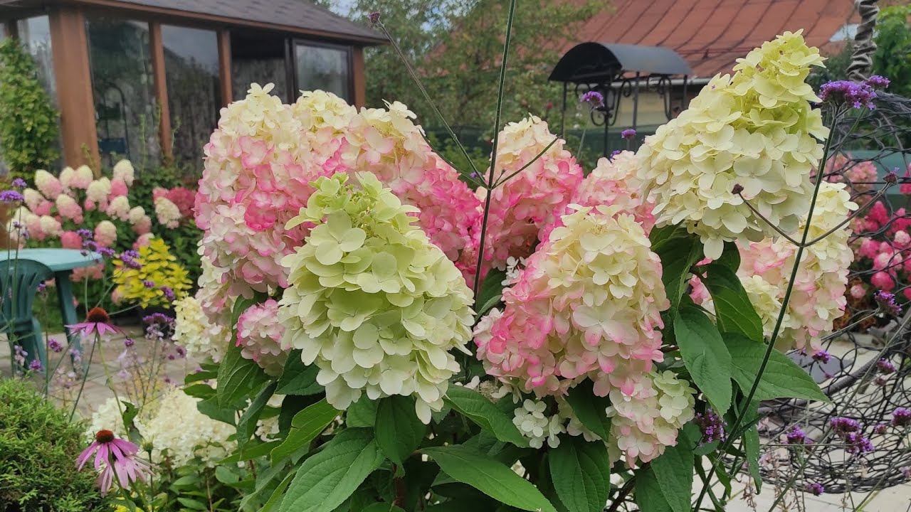 Обзор гортензии Бонфайер/Bonfire у меня в саду.