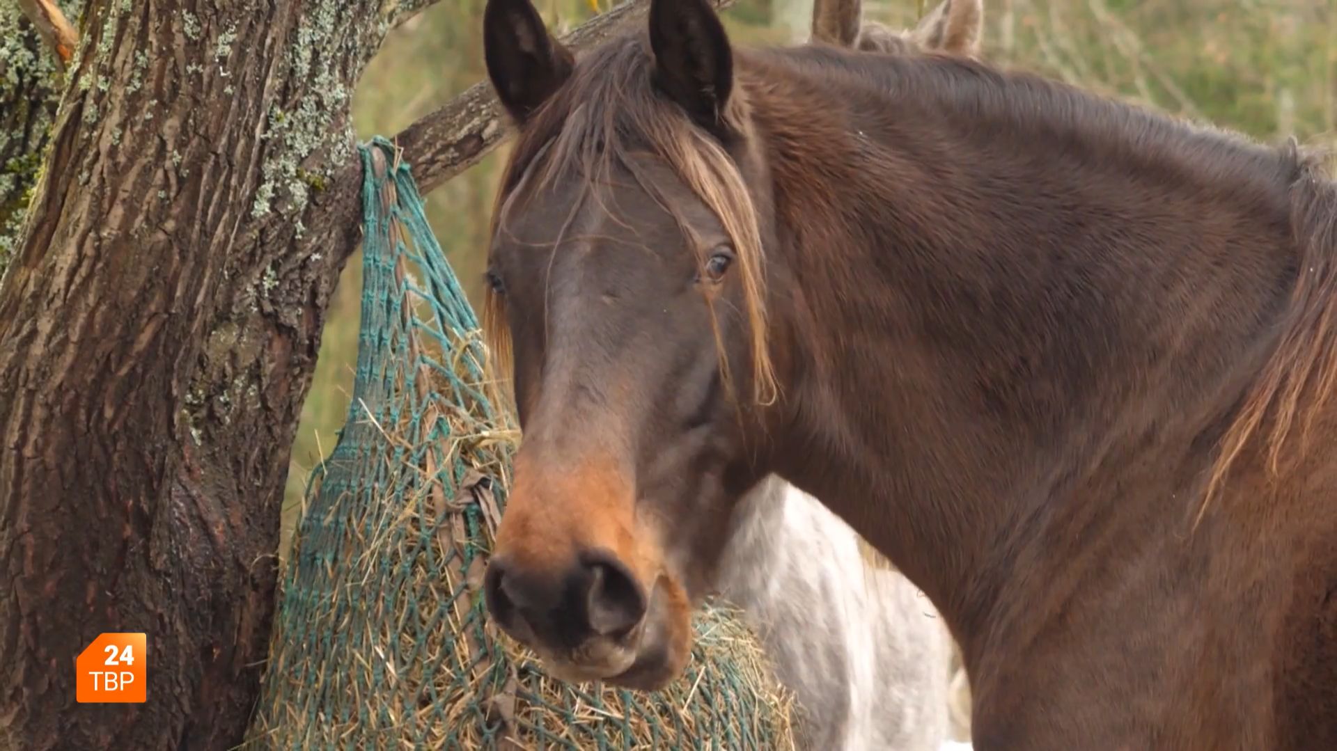 Год Огненной лошади смотреть онлайн