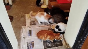 С наступающим Новым годом дорогие подписчики! 🎄⛄❄🐱🐱🐱