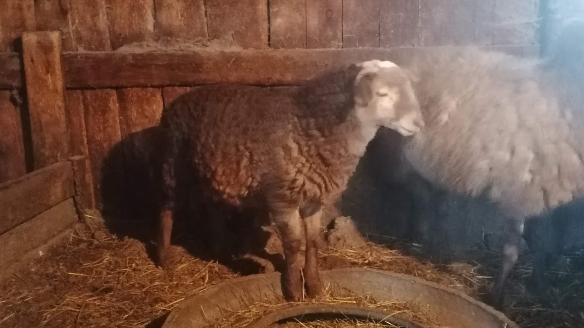 С наступающим Новым годом и немного про овец. смотреть онлайн