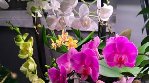 Наряжаю ЁЛКУ, поливаю ОРХИДЕИ. Перестановка 🌸