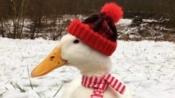 С НОВЫМ 2026 ГОДОМ ПОЗДРАВЛЕНИЕ ОТ ALEXPLAY