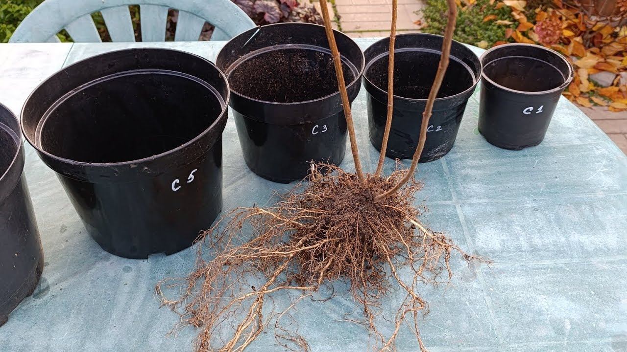 Ценообразование на саженцы гортензии Pandora/Пандора с ОКС.