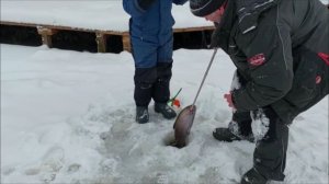 Предновогодние поимки форели. Клёвое место, Лосиный остров, нижний водоём.