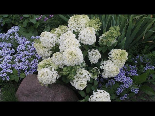 Bobo - обзор саженцев гортензий с ОКС (голый корень)