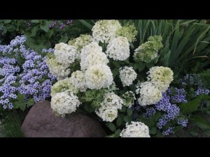 Bobo - обзор саженцев гортензий с ОКС (голый корень)